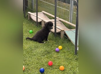 Australian Shepherd Welpen in  Black Bi