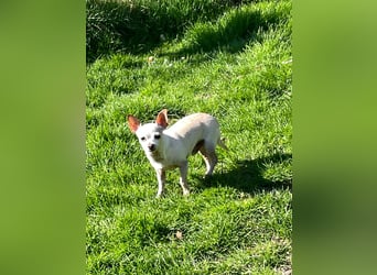 SOPHIE und KAAMI ❤️ 2 Chihuahua Seelen, Pflegefamilie Bochum
