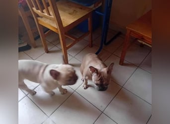 Scarlett, geboren 01.05.2025, 20cm sucht Ihr Zuhause