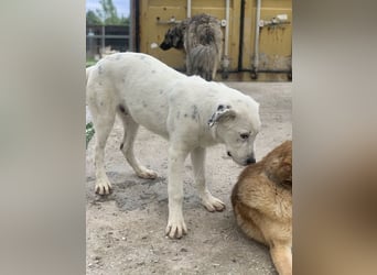 Pünktchen, geb. ca. 10/2022, lebt in GRIECHENLAND, im städt. Tierheim Serres
