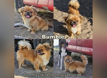 Bumble wurde sich selbst überlassen