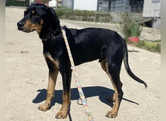 Anubis, fröhlicher Kerl sucht aktive Menschen