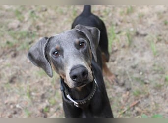 Finn, Dobermann, geb. 2023, sucht liebevolle und geduldige Besitzer