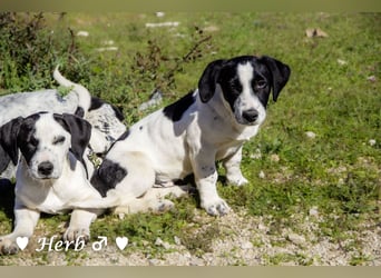 Holly, Hank, Harold und Herbie suchen ab sofort ein Zuhause