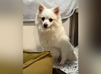 Lumi SR – kleine Hündin sucht ihr Für-immer-Zuhause