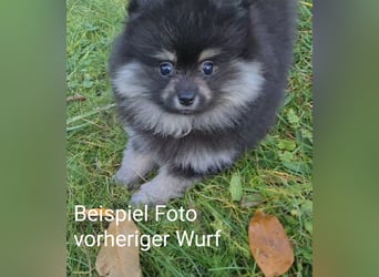 zuckersüße Pomeranianwelpe
