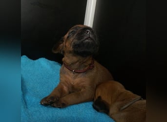 wunderschöne Rhodesian Ridgeback Welpen ! ! ! absolut vitale und einwandfreie kleine Engel