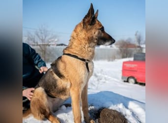 MINERVA-tolles, liebenswertes, sportliches Hundemädchen