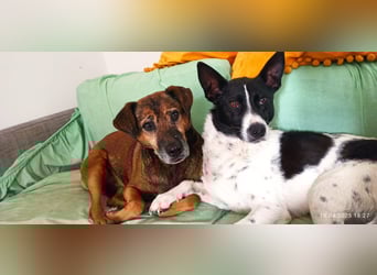 Oreo wartet in der Nähe von München