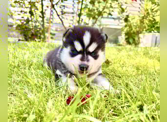 FCI Pedigree Blue Eyed Black & White Siberian Husky Champion Puppy