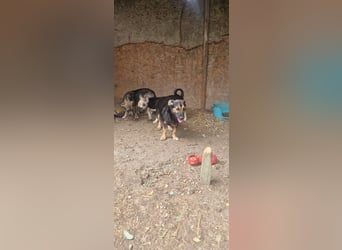 Drei Geschwister möchten Rumänien schnell verlassen