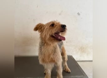 Pixel