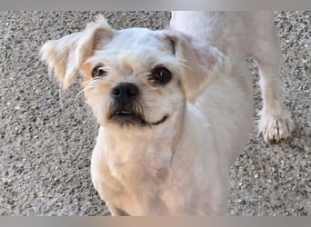 FIGARO - ein fröhlicher Zwerg sucht Zuhause oder Pflegestelle!
