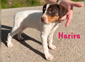 Harira 12/2024 (ESP) - neugierige, süße Bodeguero-Pinscher-Mix Welpin!