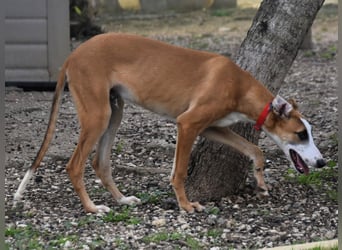 Dali 07/2024 (in Deutschland) - verspielter und neugieriger, wunderschöner junger Galgo!