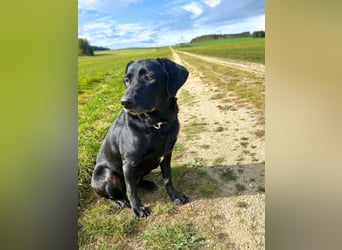 Laika - neugierig,verspielt&verschmust