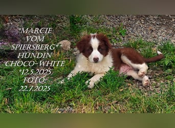 Border Collie-Welpen , black-,choco-,red-white und red-merle