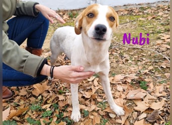 Nubi 06/2024 (ESP) - zauberhafte, verschmuste kleine Bodeguero-Mix Junghündin!