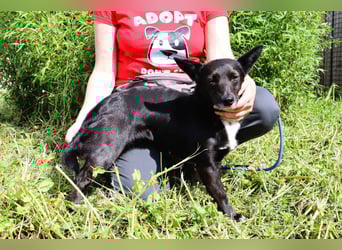 Hedi, Mix Dackel / Chihuahua, lieb und verträglich