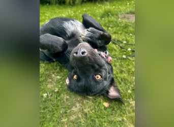 Emilija Fröhliche Labrador-Mischlingshündin sucht ihr Für-immer-Zuhause