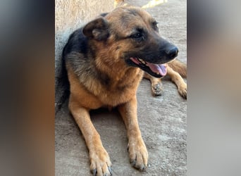 Gnadenplatz für Lucky gesucht