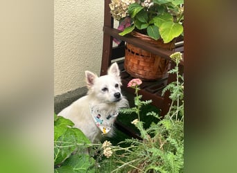 Gino SR – Sanfter Spitz-Rüde mit Herz sucht liebevolles Zuhause