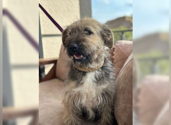 Emma, ein Schätzchen auf der Suche nach dem Glück