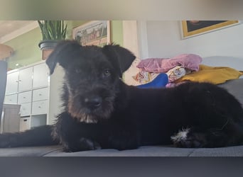 Zauberhafte Eléa sucht ihr Für-Immer-Zuhause
