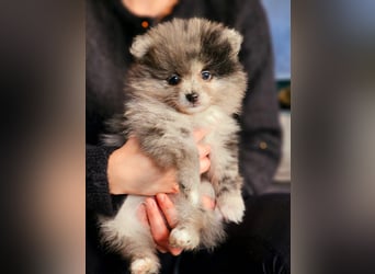 Zwergspitz Pomeranian Welpen Black Tan Merle Sable