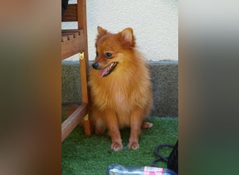 Nico SR - Kleiner Schatz sucht Liebe!