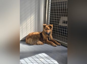 Dani sucht ihr Happy End bei einer liebevollen Familie