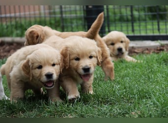 Golden Retriever Welpen vom Thüringer Wald