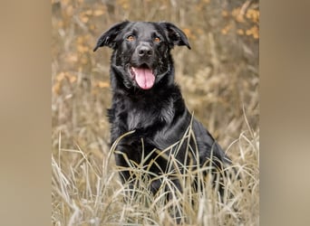 PAULI - Freundlicher Schäferhund sucht erfahrenes Zuhause