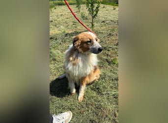 Wunderschöner „Hope“ Collie Mix ca. 6 Jahre auf der Suche nach dem Glück