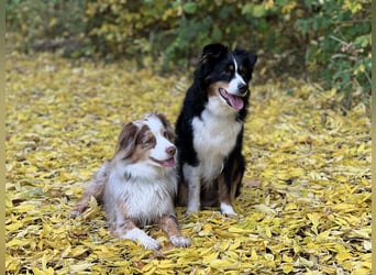 Liebenswerte Familienhunde Maex & Maya suchen ein neues Zuhause