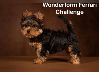 Exklusiver Reinrassiger Yorkshire Terrier Welpe Junge (Show-Class Hund)