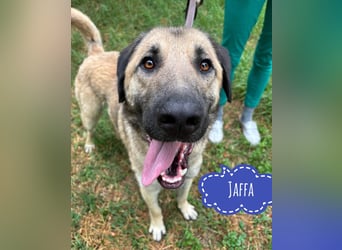 Jaffa ein großer Schatz