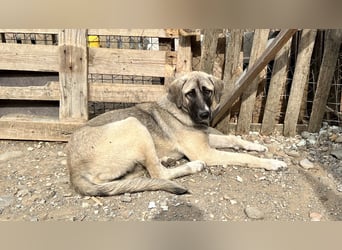 Nala – Sanfte Hündin mit großem Herz, sucht ein liebevolles Zuhause!
