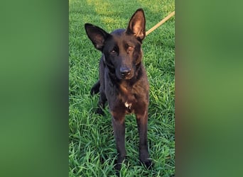 Himerra - schlau und lernwillig