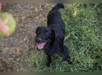 Chip 231920: Sucht ein Zuhause