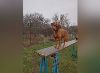 „Maya“, Ungarische Vizsla Hündin, geb. 2022, sucht aktive Menschen, sehr lieb und gut verträglich