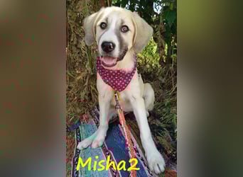 Misha2 geb. 03/2025 (GRC) - verträgliche und zuckersüße Griechische Schäferhund Mix Welpin!