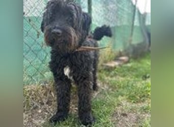 Bruno, Schnauzer-Mischling, Rüde, geb. am 01.04.2023, 48 cm, 14 kg