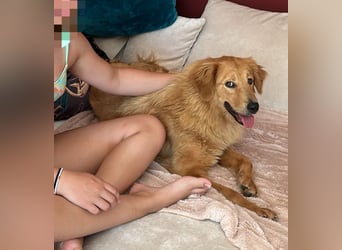 Buffy braucht ein fröhliches Zuhause