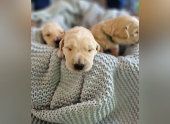 Labradoddle F1