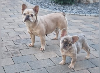 Französische Bulldogge TOP Qualität Platinum Lilac/Tan