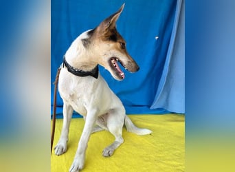 Sonnenschein ROXY - 3 Jahre, 38cm/8kg - Jack Russell-Mix