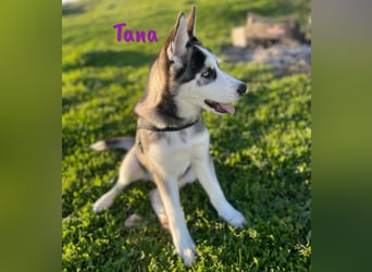 Tana geb. 11/2024 (ESP) - neugierige und sportliche, wunderschöne Husky Junghündin!