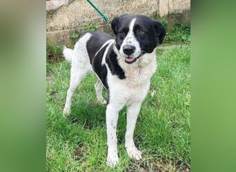 COOPER 3, Bildhübsch und lieb