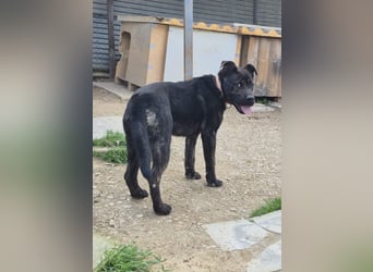 Roscon, muss dringend aus dem Tierheim raus